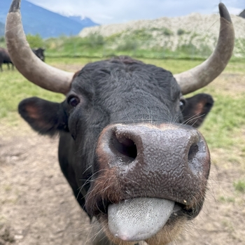 CONCOURS EDELALP X REITZEL SUISSE